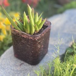 Succulent Plant Arrangement 