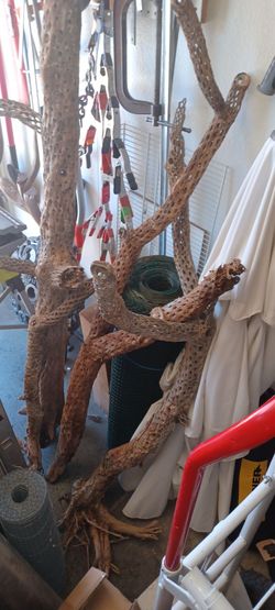 4 large pieces  of Cholla Skelton's