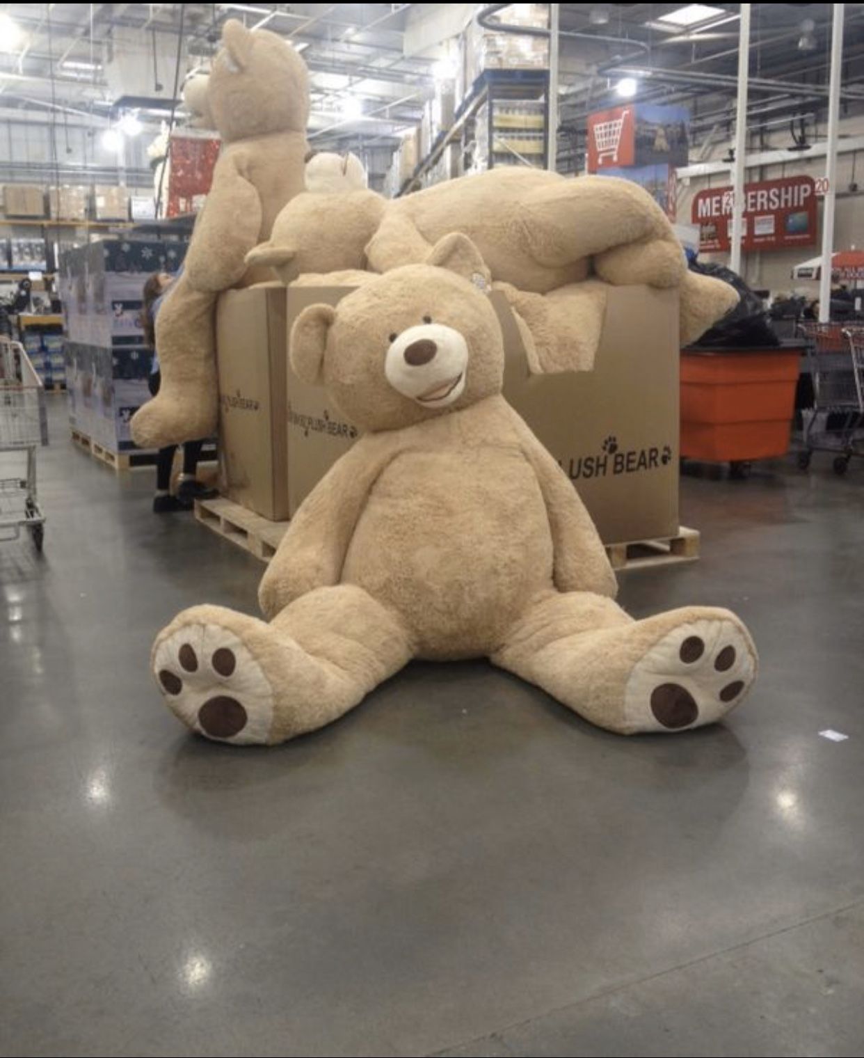 Big Teddy Bear!! 8ft!