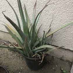 Aloe Vera Plants For Sale 