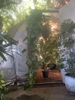 Live art plant!! Huge pothos 6.5 to 7ft (10” pot) see last 2 pics for details❤️