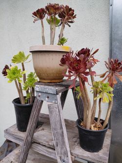 Plant's  $4