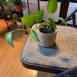 Pothos House Plant
