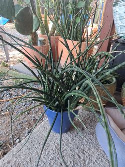 Senseveria plant
