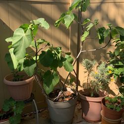 Fig Tree