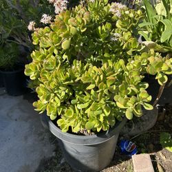 Jade Plant 