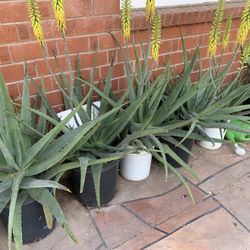 Huge Blowout Sale Clearance On All Plants