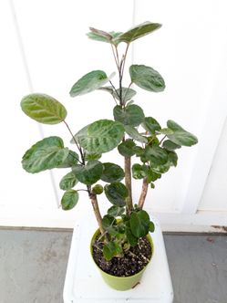 Aralia Fabian Stump Plant 6" Pot - Indoor House Plants