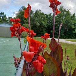 Canna Lily Plants - Red