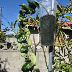 Krinkle 8 Hoya Plant 