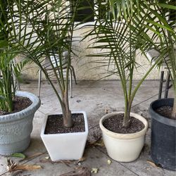 Ceramic Pot Majestic Palm $96 Each 