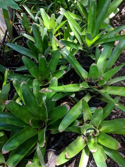 Bromeliads