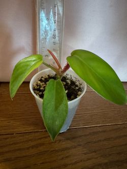 Philodendron squamiferum plant
