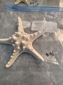 White Starfish with bumps on top 7"