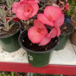 Crown Of Thorns Milli Big Flowers 🌸 