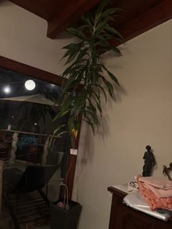 Large Corn Plant