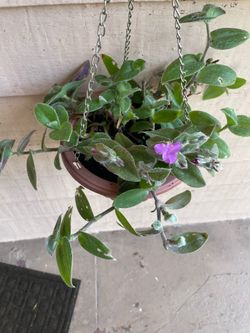 Tradescantia  Sillamontana Matuda Hanging Plant