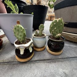 Mini Cactus Plants 