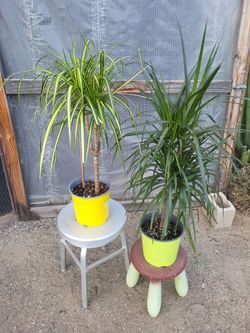 Dracaena Dragon Plant 8.5" Nursery Pot $10 each