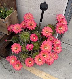 Large Blooming Cactus in Pink Pot