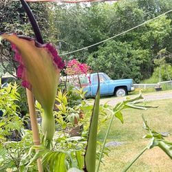 Potted Plant Corpus plant Flower In Bloom 