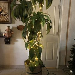 Bamboo Tree Pre-lighted $60
