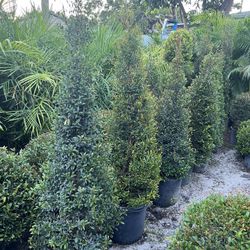 Cone Topiary In 7 gls Pot. SPECIAL PRICE 🤩