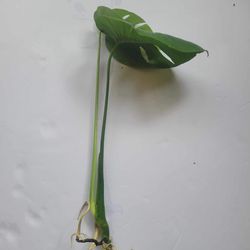 Rooted Monstera Deliciosa Cutting Swiss Cheese Split Leaf Philodendron Houseplant 