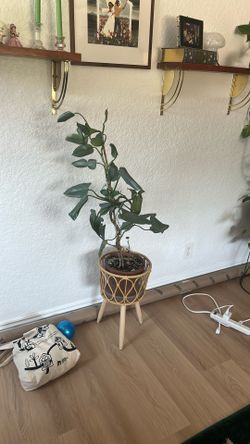 Philodendron Silver Sword