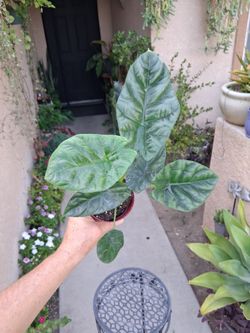 Alocasia Sinuata "Quilted Dreams " Plant $25