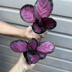 4” Calathea Roseopicta ( Price Is For Each )