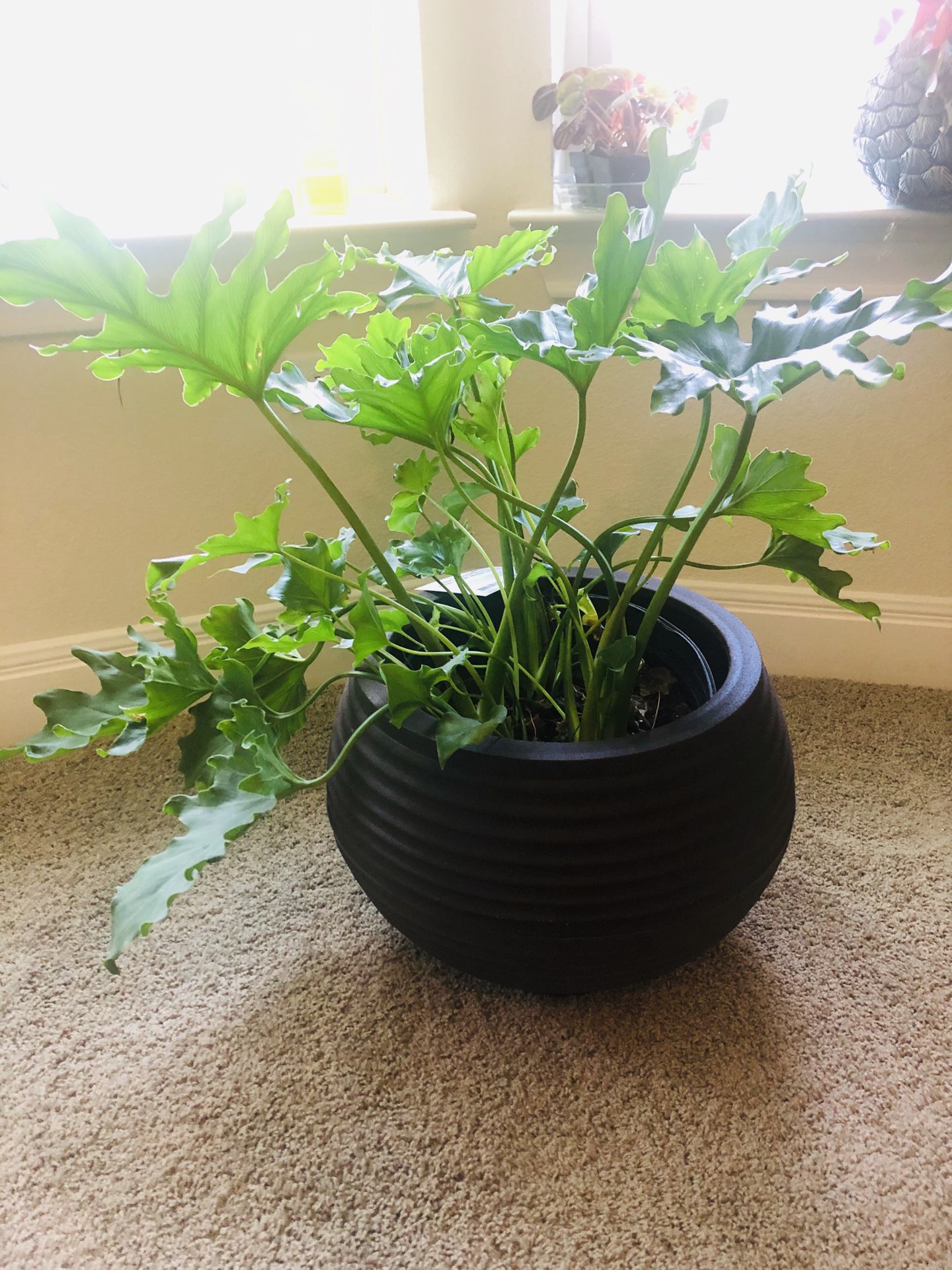 Large indoor plant
