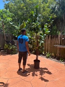 The famous fiddle-leaf fig