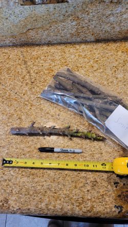 FIG CUTTINGS Rare - Exotic - Premium