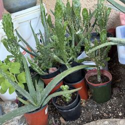 Individual Potted Plants for Sale