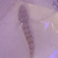 Black Friday Special!!! Ornamental Fish  In Lake Worth Beach F.L!!!!