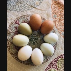 Fertilized Eggs For Hatching Spring Chicks!!