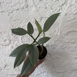 Philodendron Silver Sword 