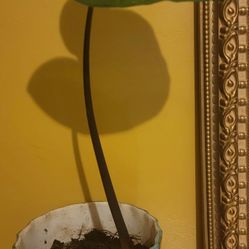 Potted Plant