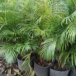 Areca Palms 7gl $16