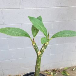 Plumeria amarilla