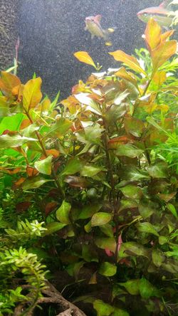 Ludwigia repens aquarium plant