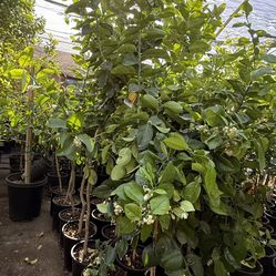 PoderosaLemon🍋Trees 8The Tall $60 Each Price Firm 