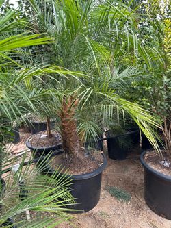 Pindo palm tree 25gal