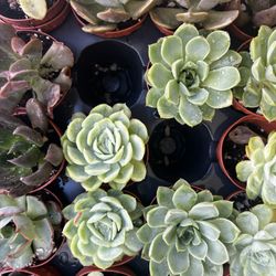 2” Succulents 