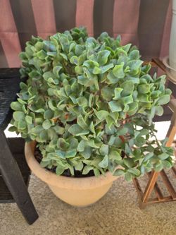 Free succulent