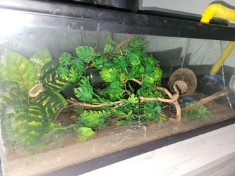Crested gecko toy