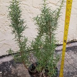 Rosemary Herb Plant,  Live 