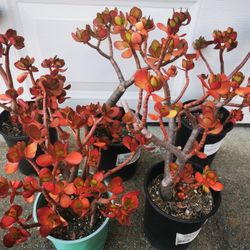 Beautiful red Jade plant money tree❤best deal buy 2 get 1 free