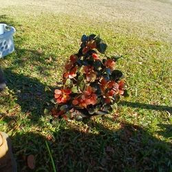 Vintage Flowering Bonsi Tree 